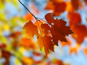 Fall_Maple_1600